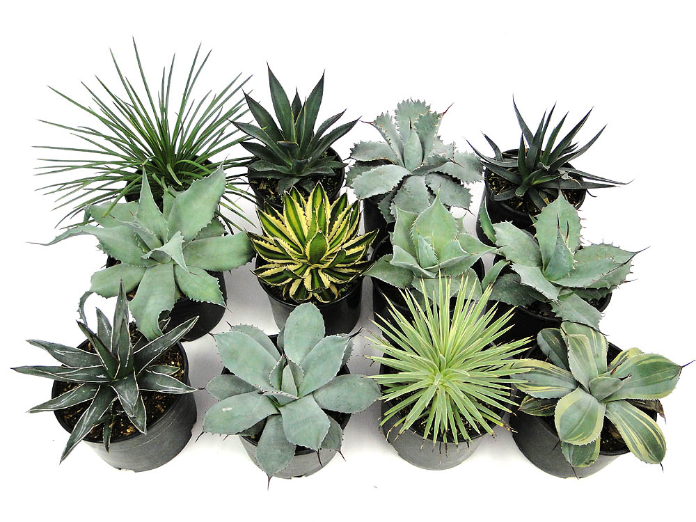 agave