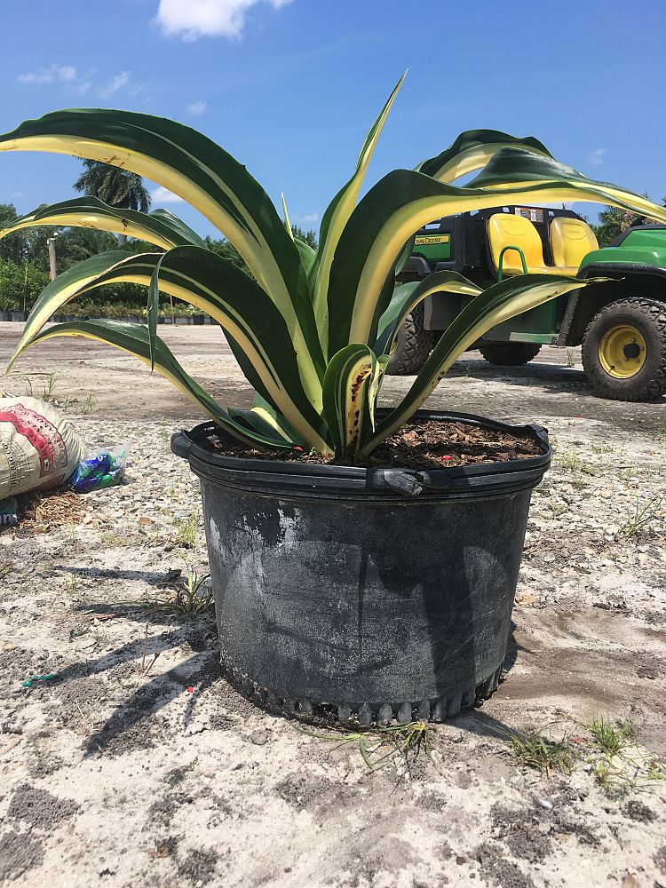 agave