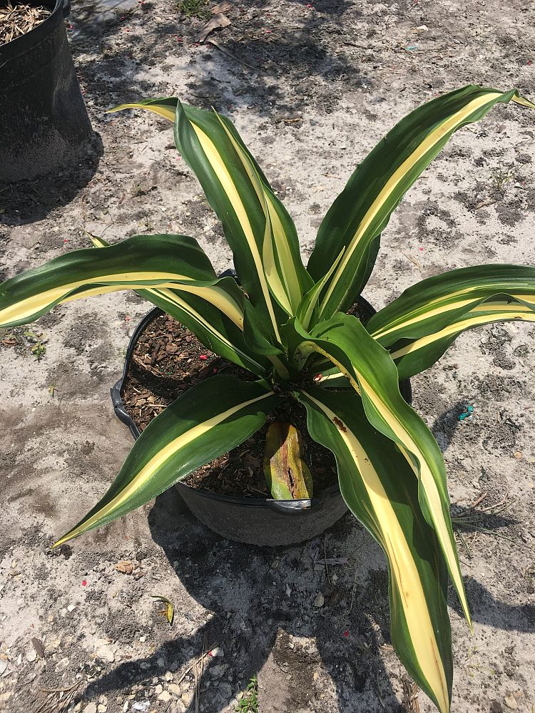 agave