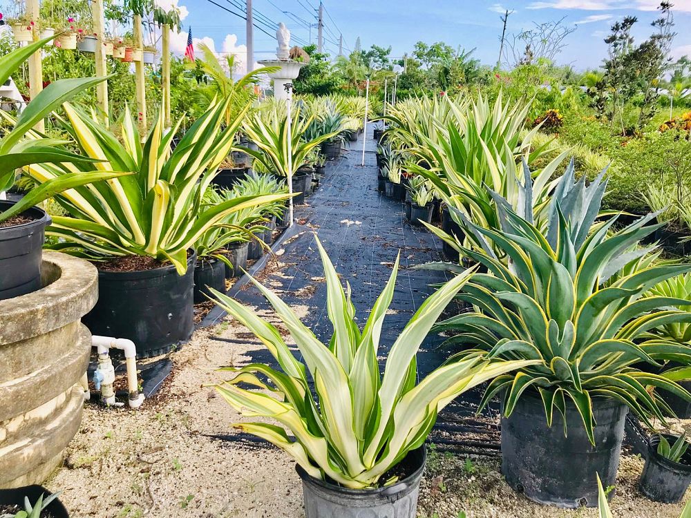agave