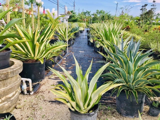 agave