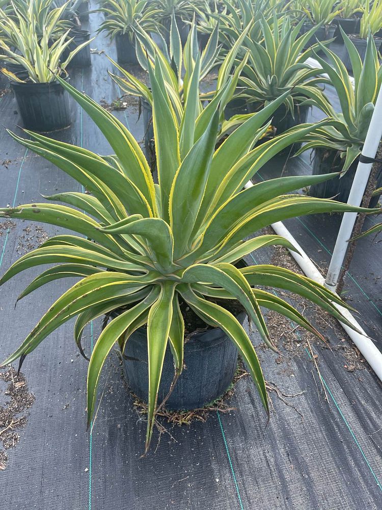agave