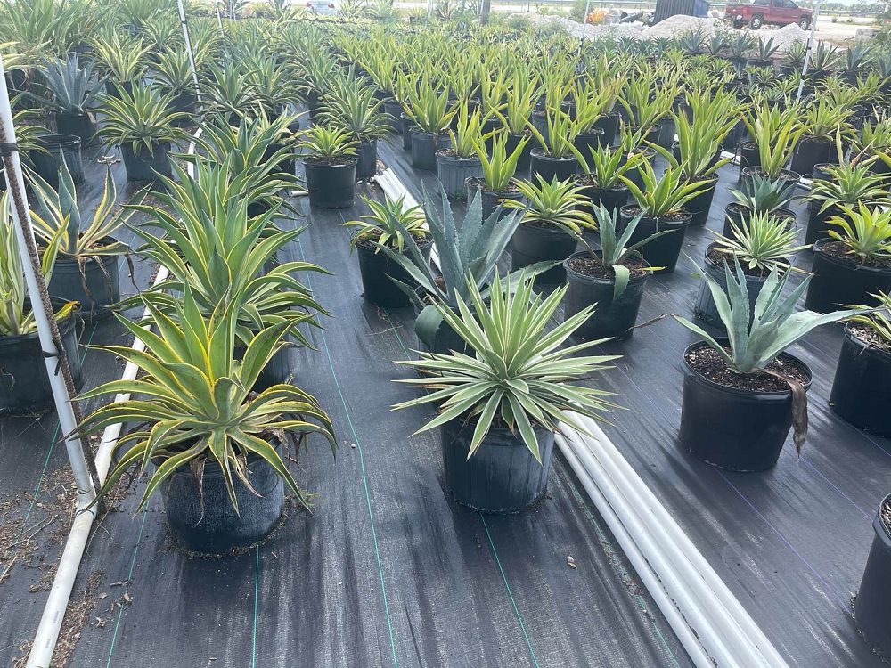 agave