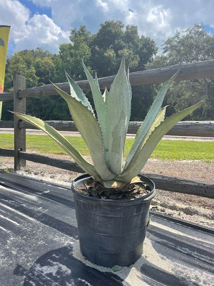 agave