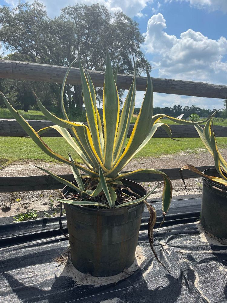 agave
