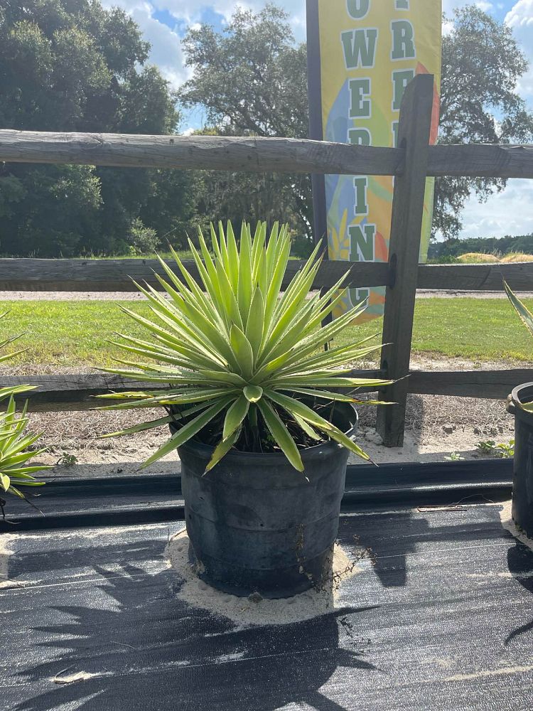 agave