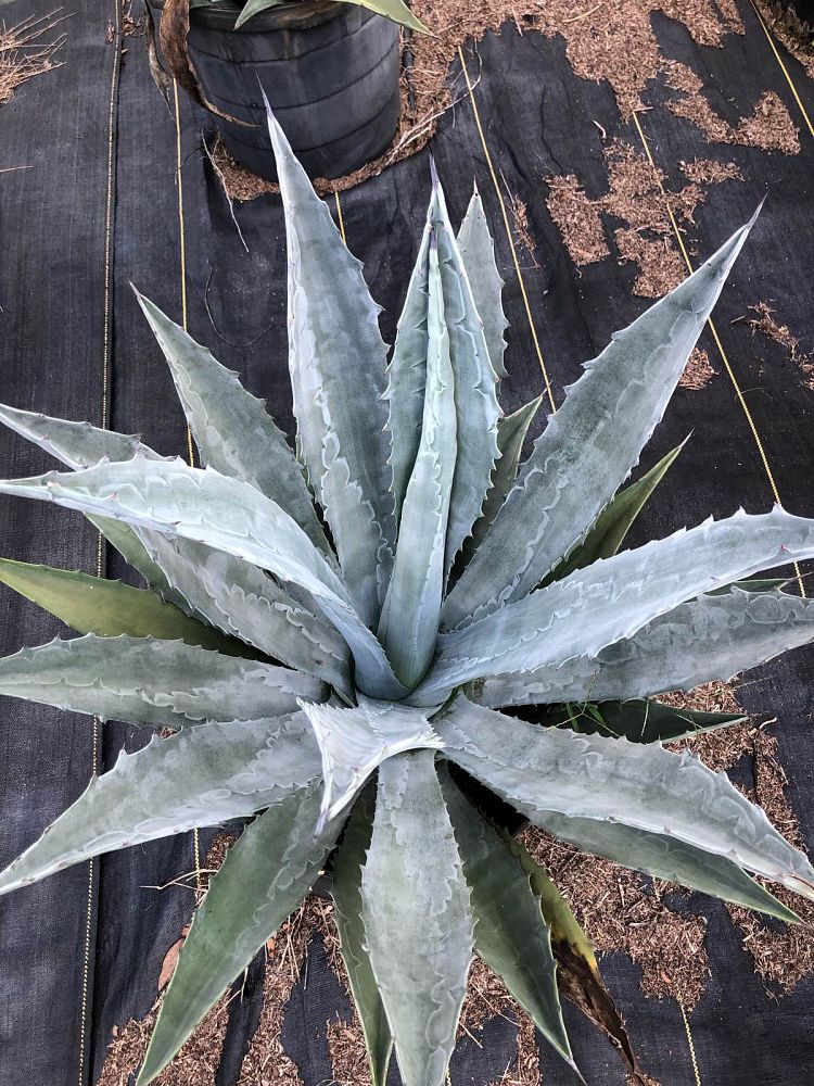 agave