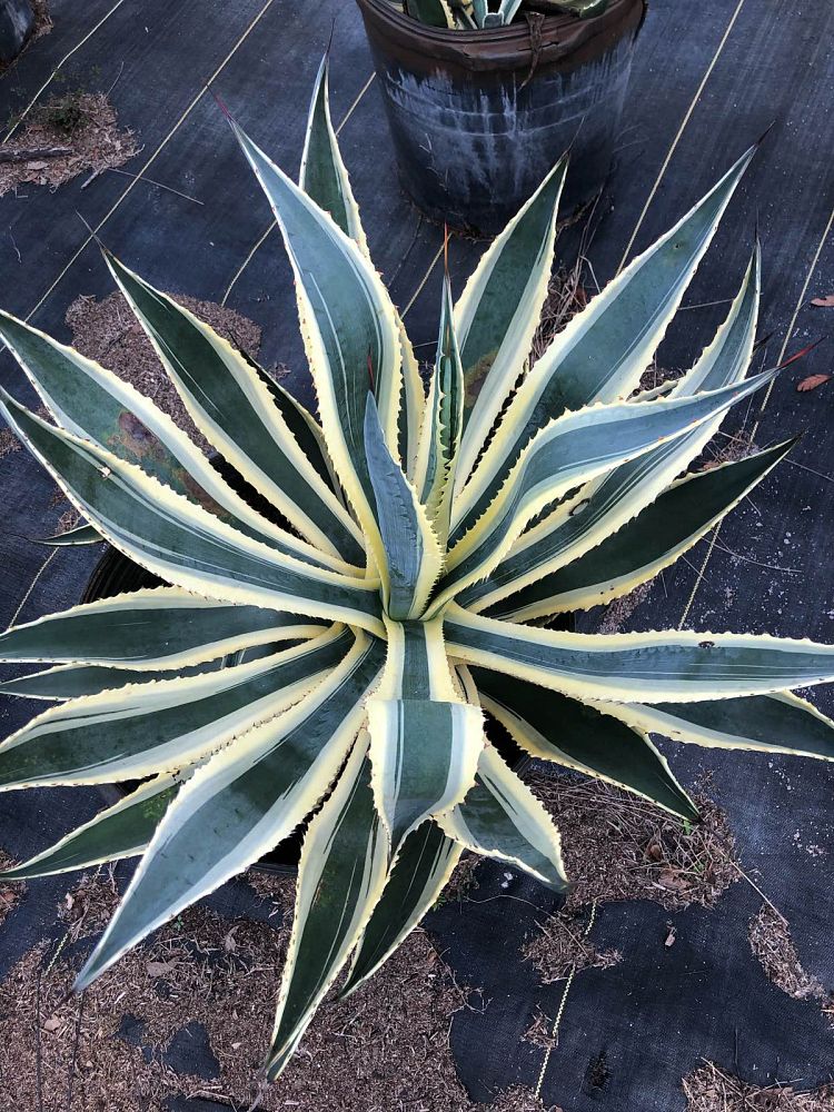 agave