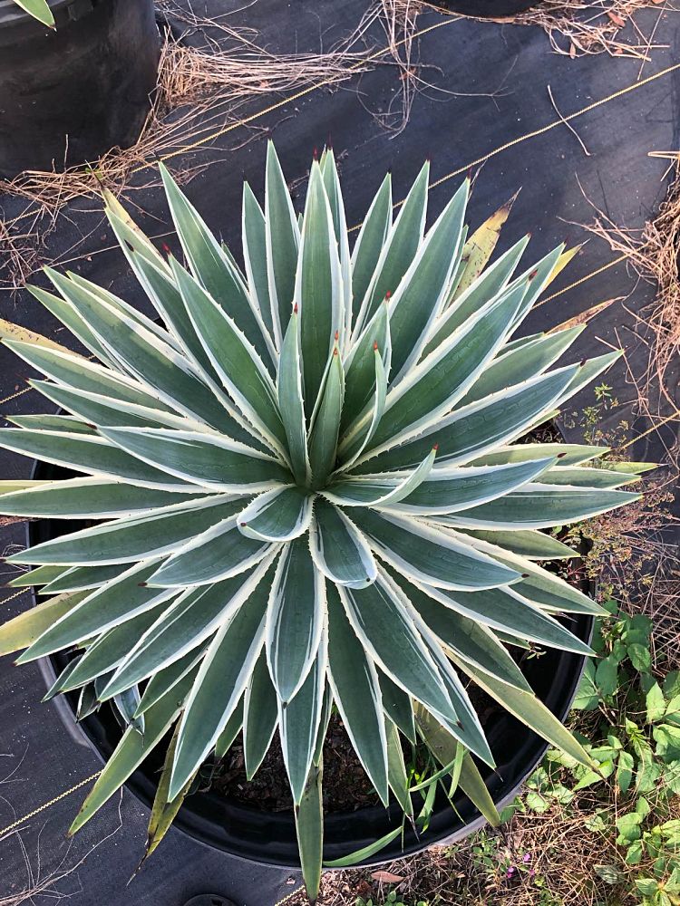 agave