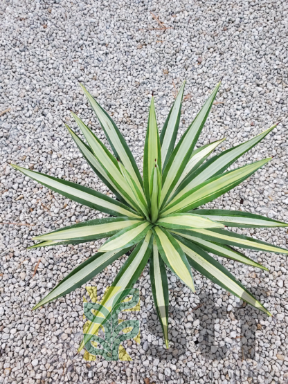 agave