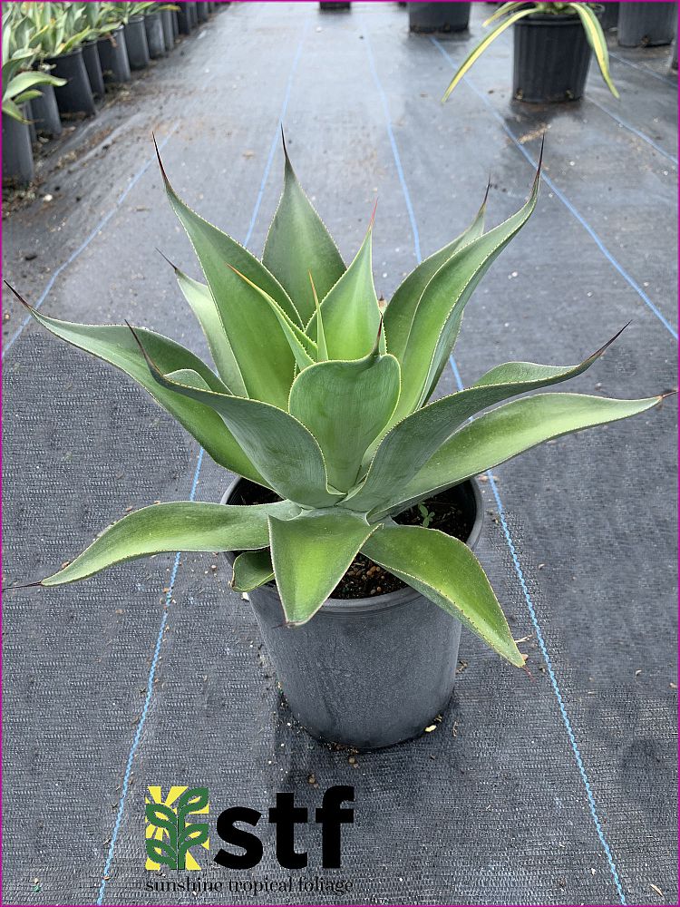 agave