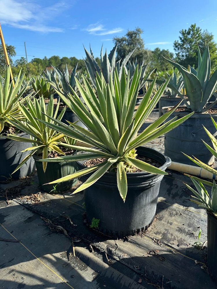 agave