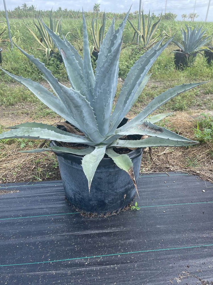 agave