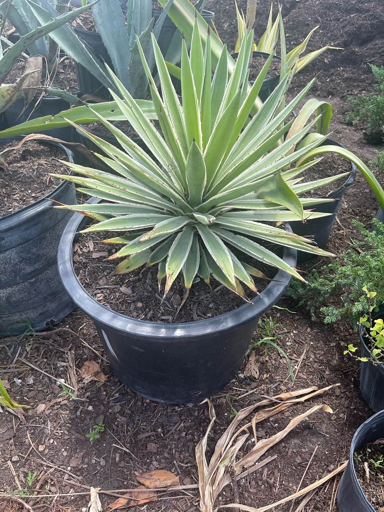 agave