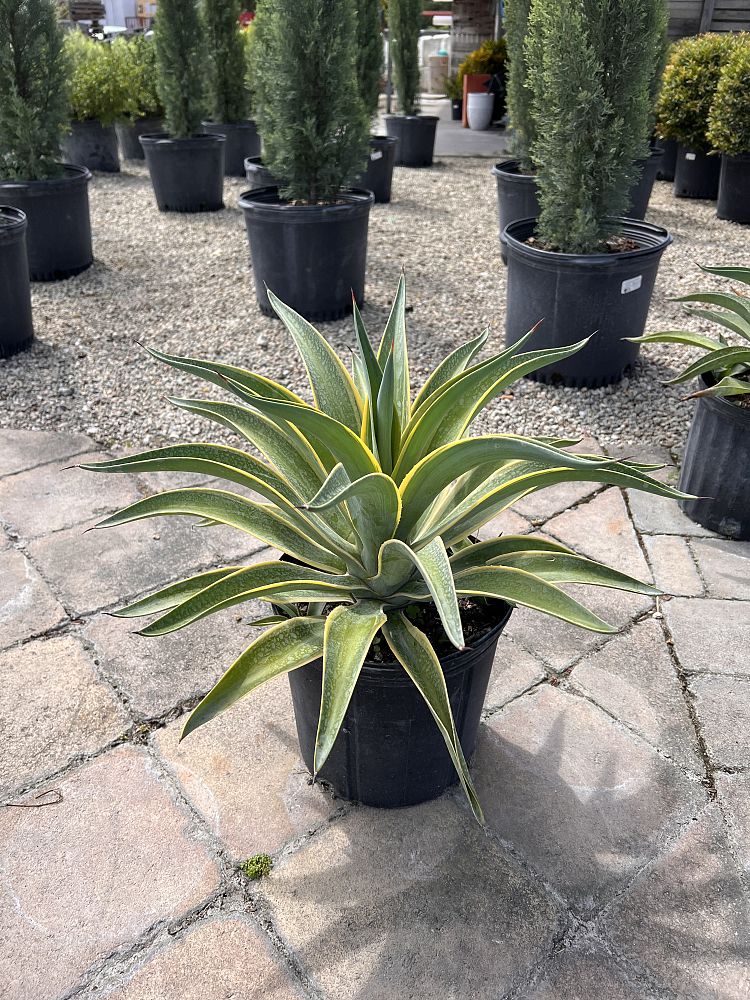 agave