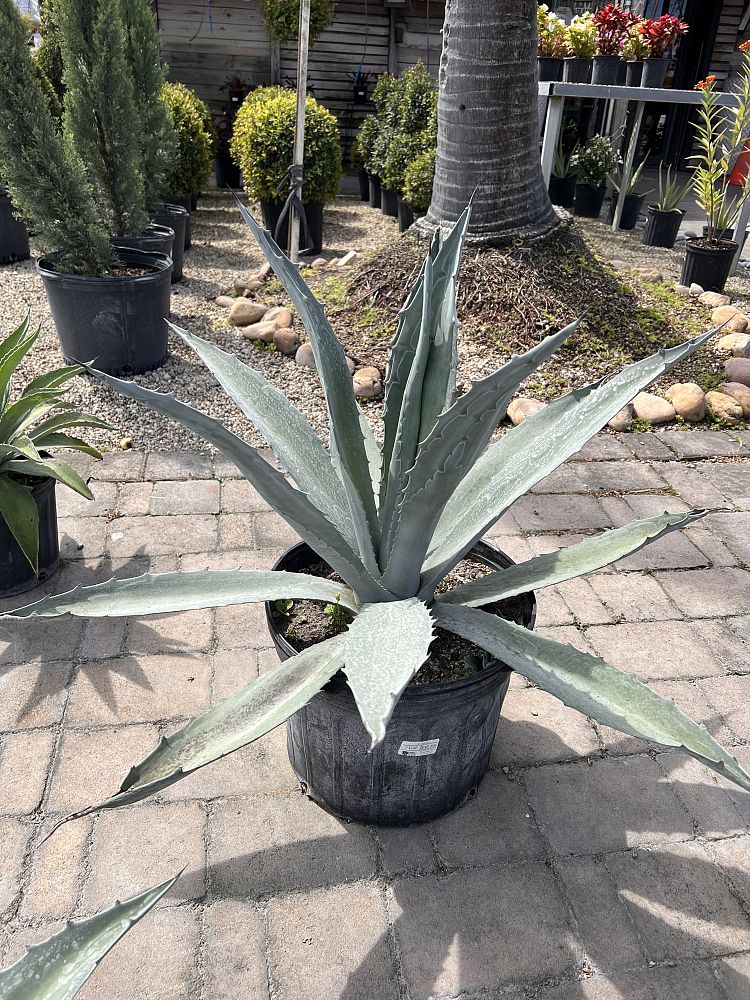 agave