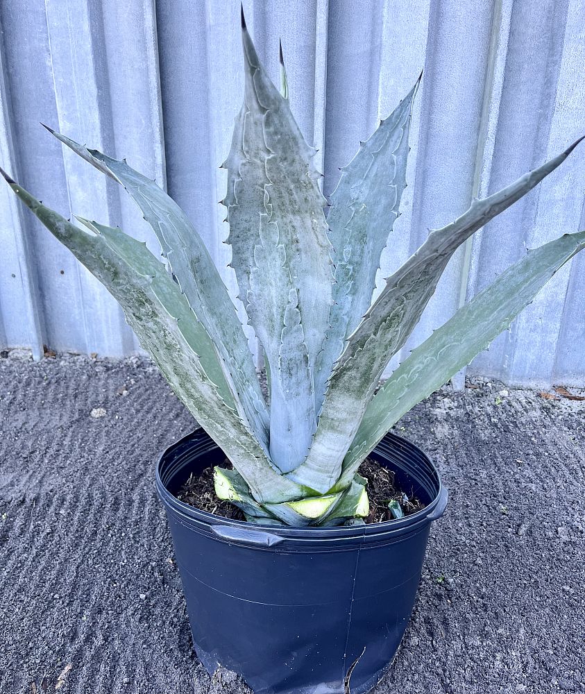 agave