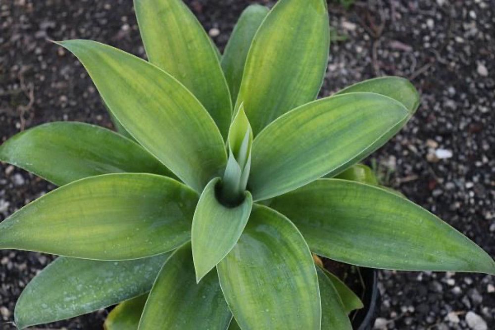 agave