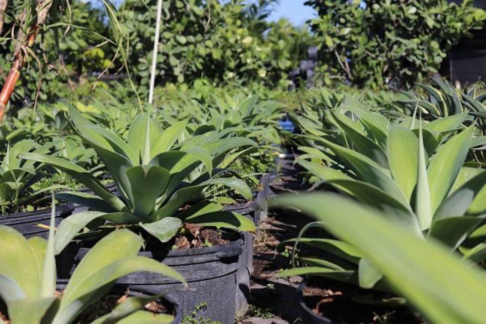 agave