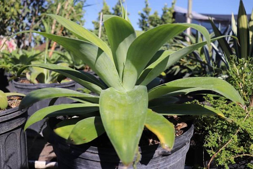 agave
