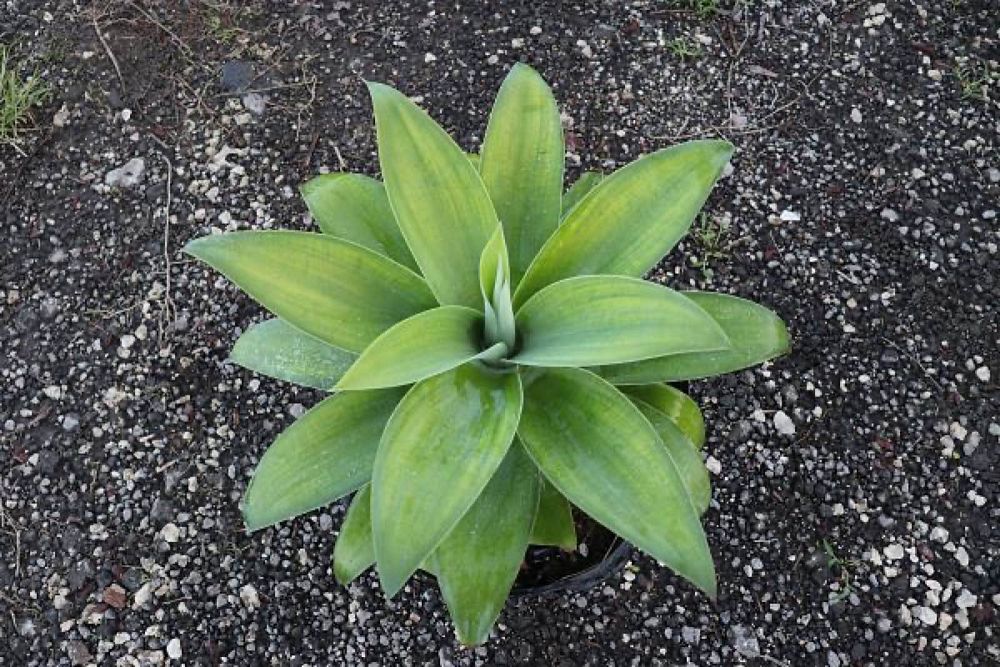 agave
