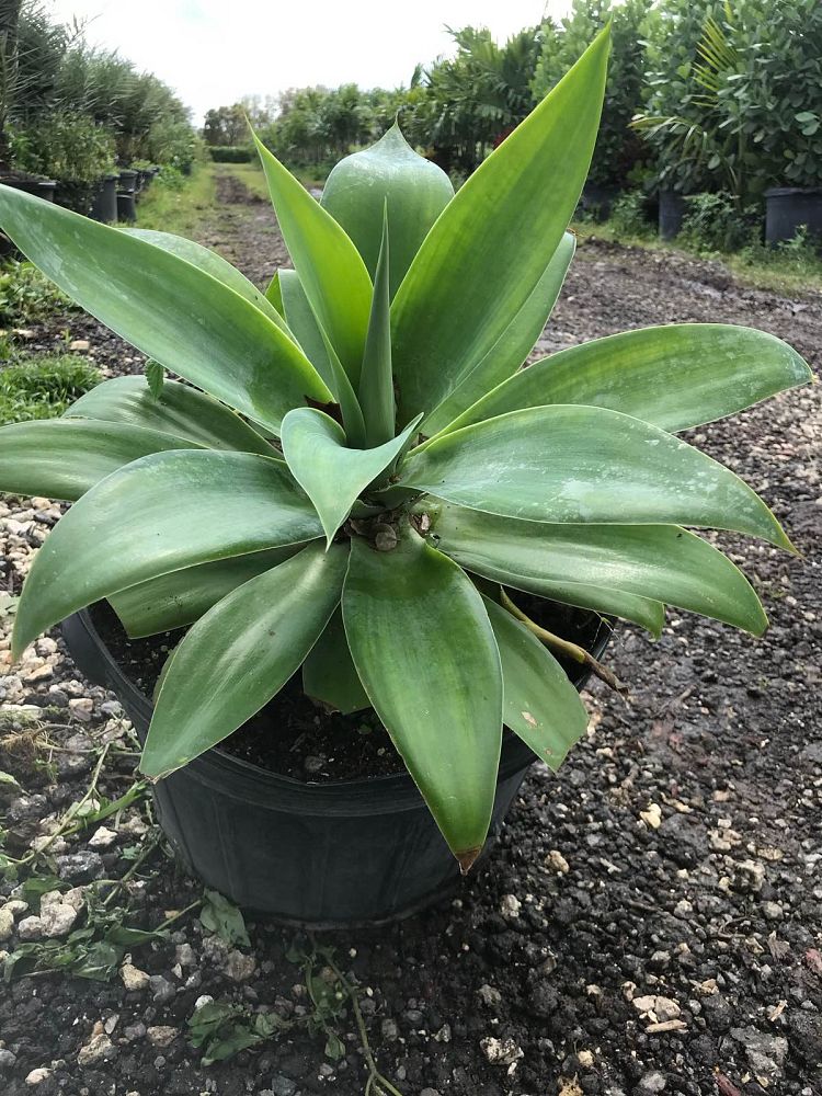 agave