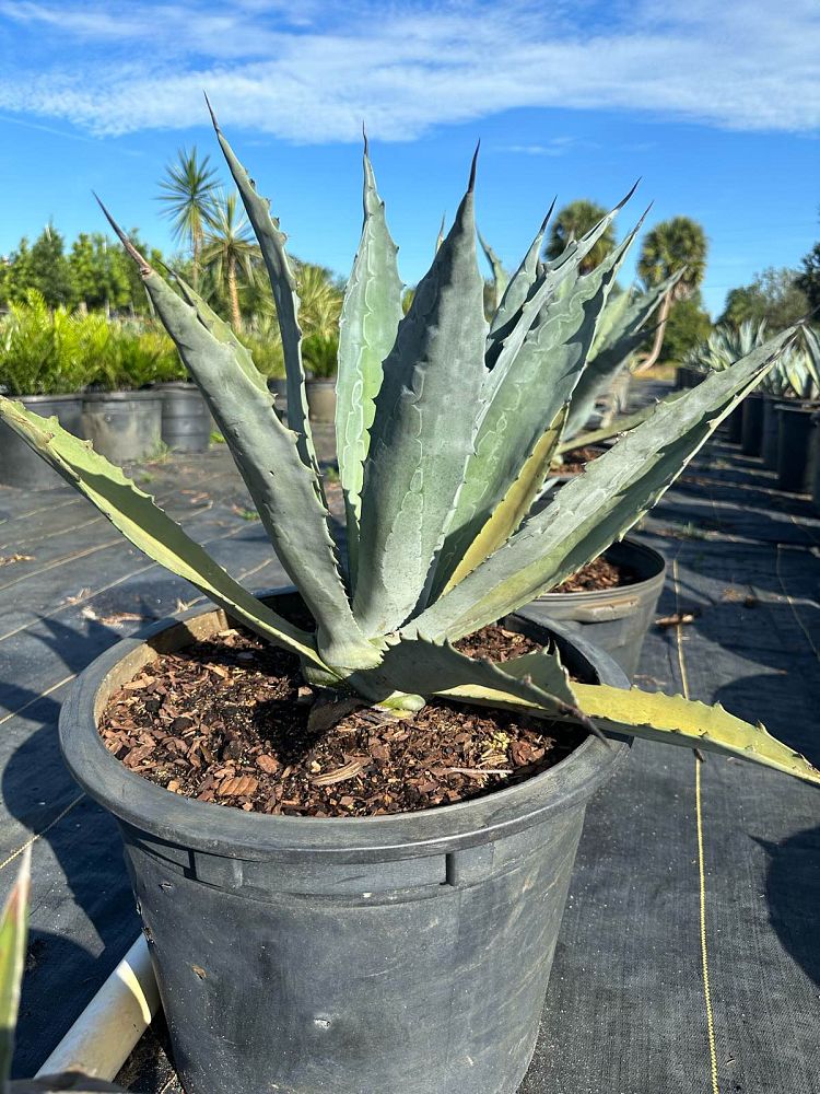 agave