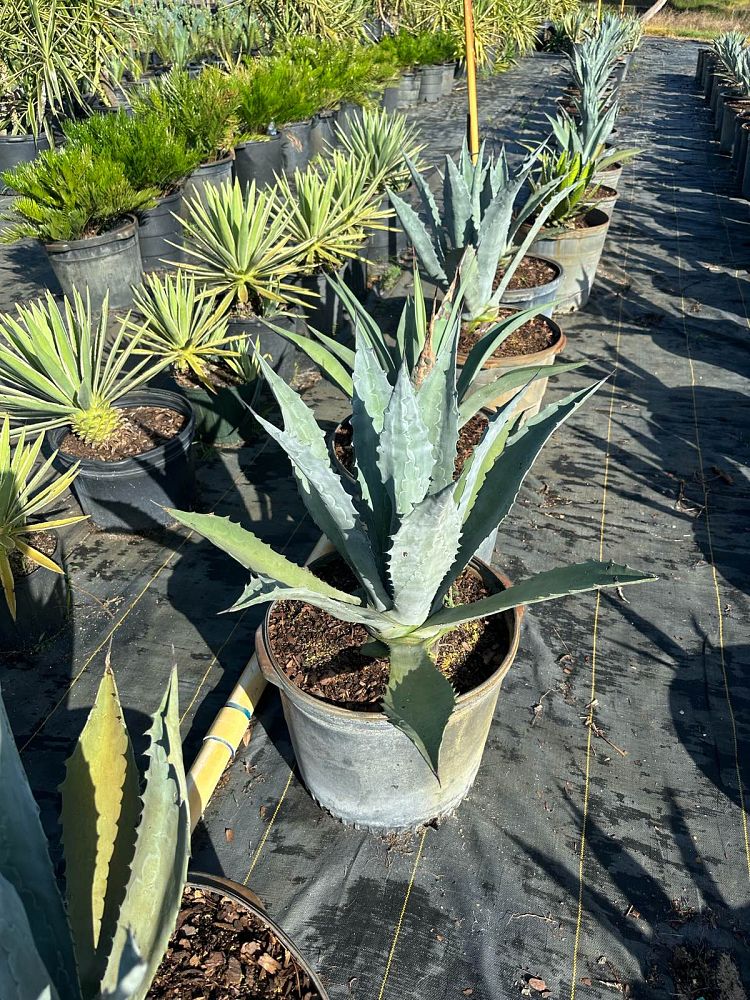 agave