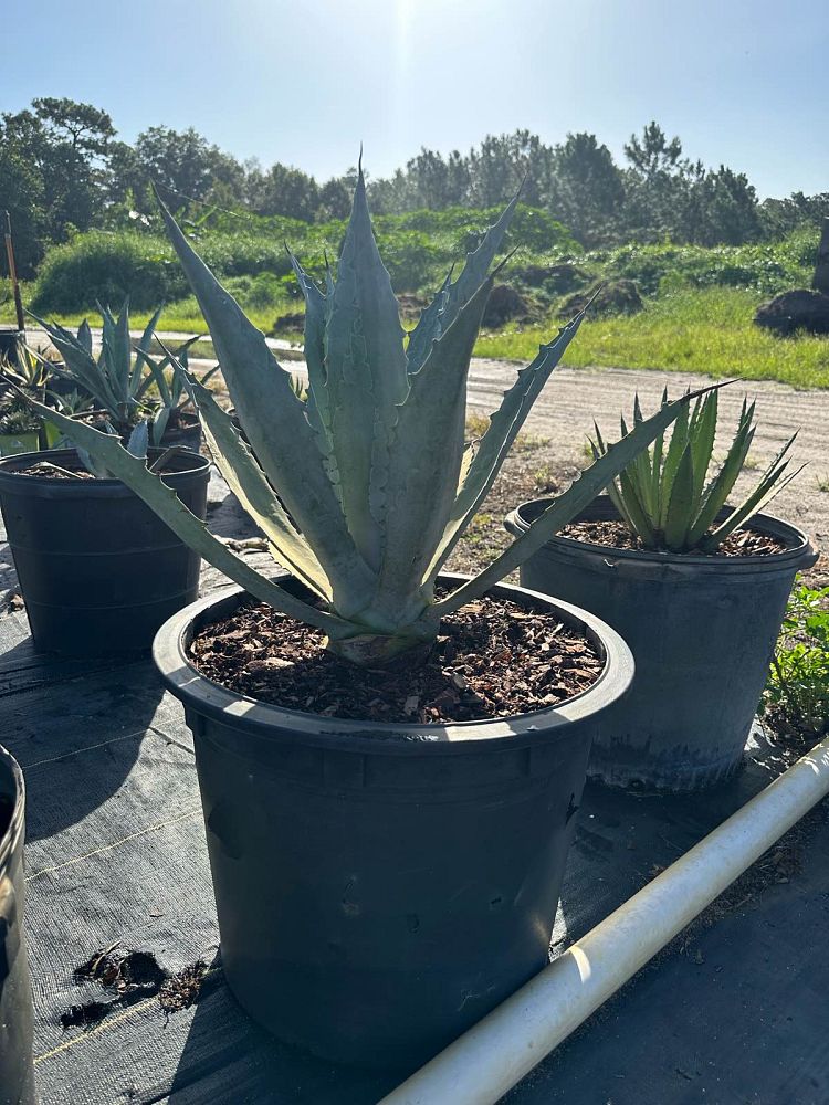 agave