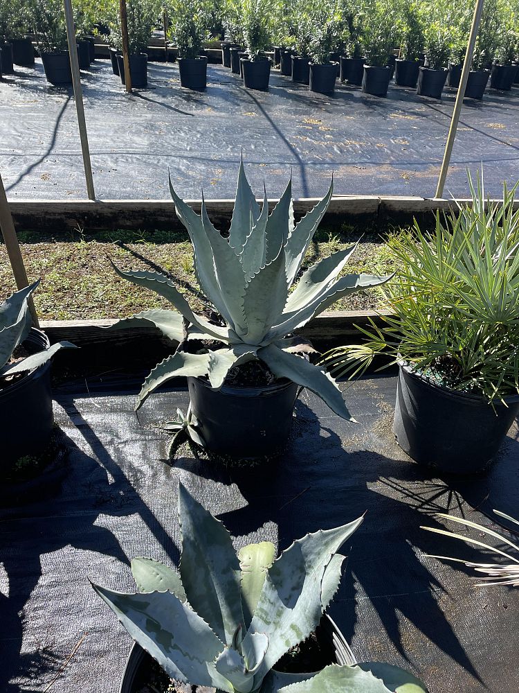 agave