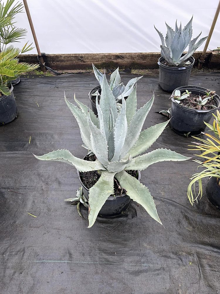 agave