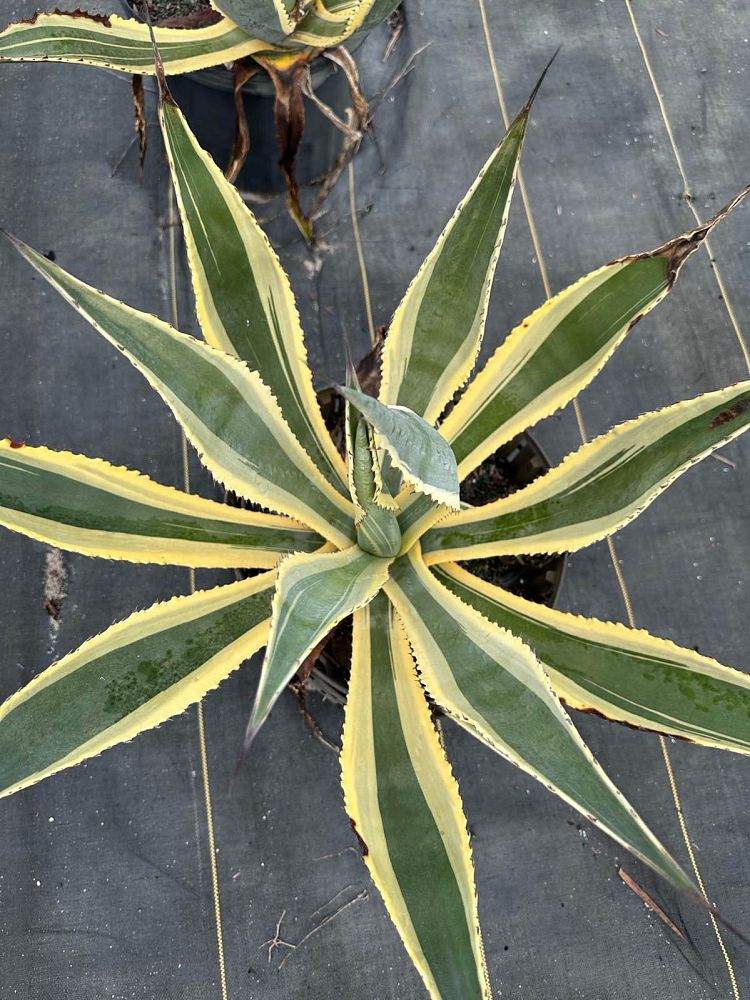 agave