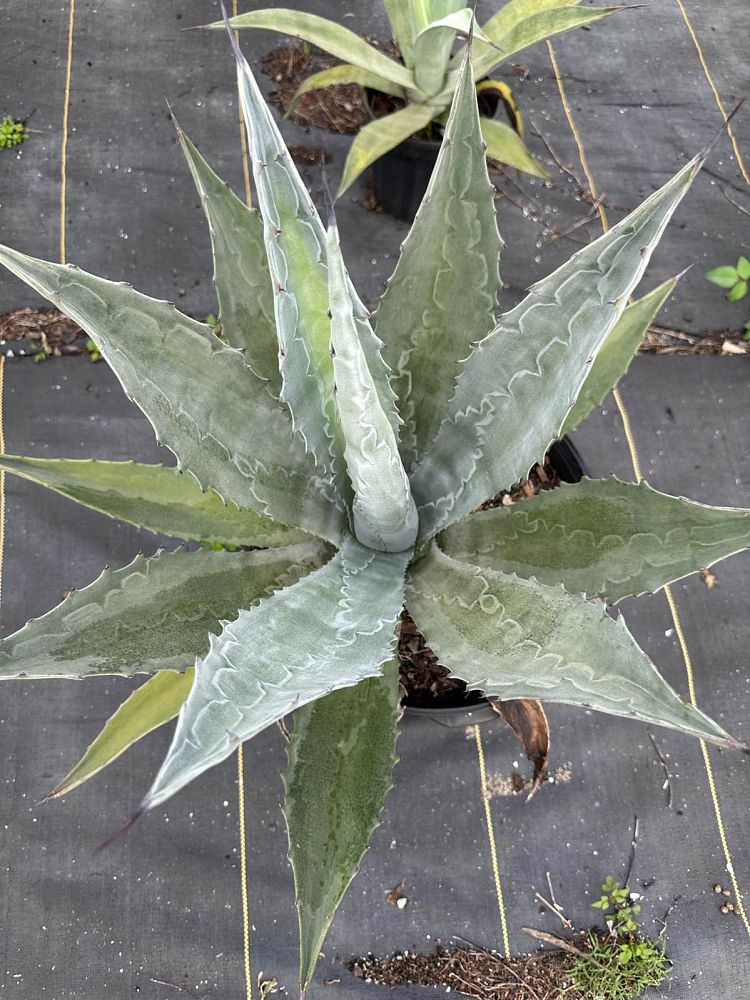 agave