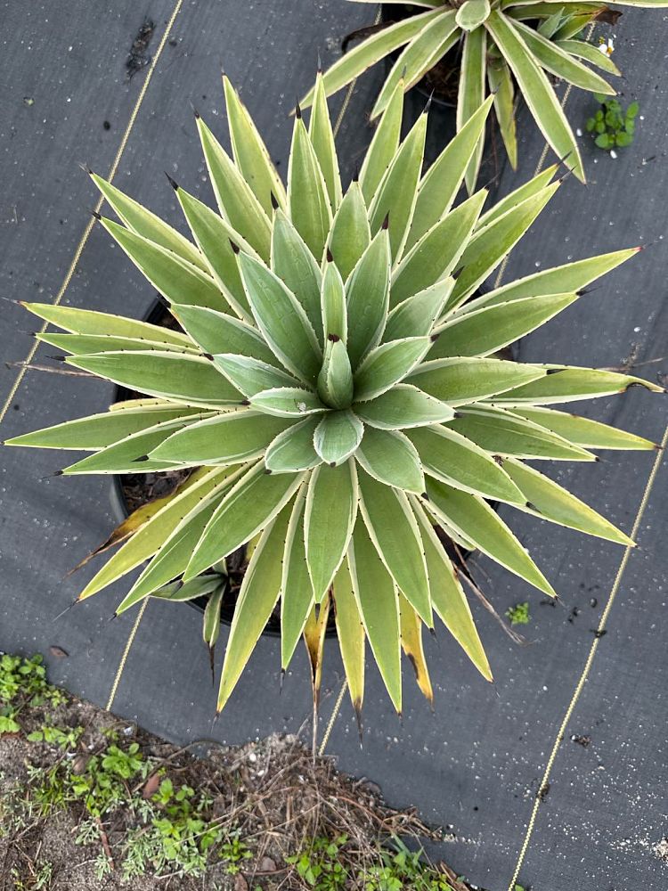 agave