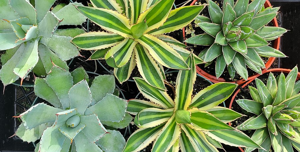 agave