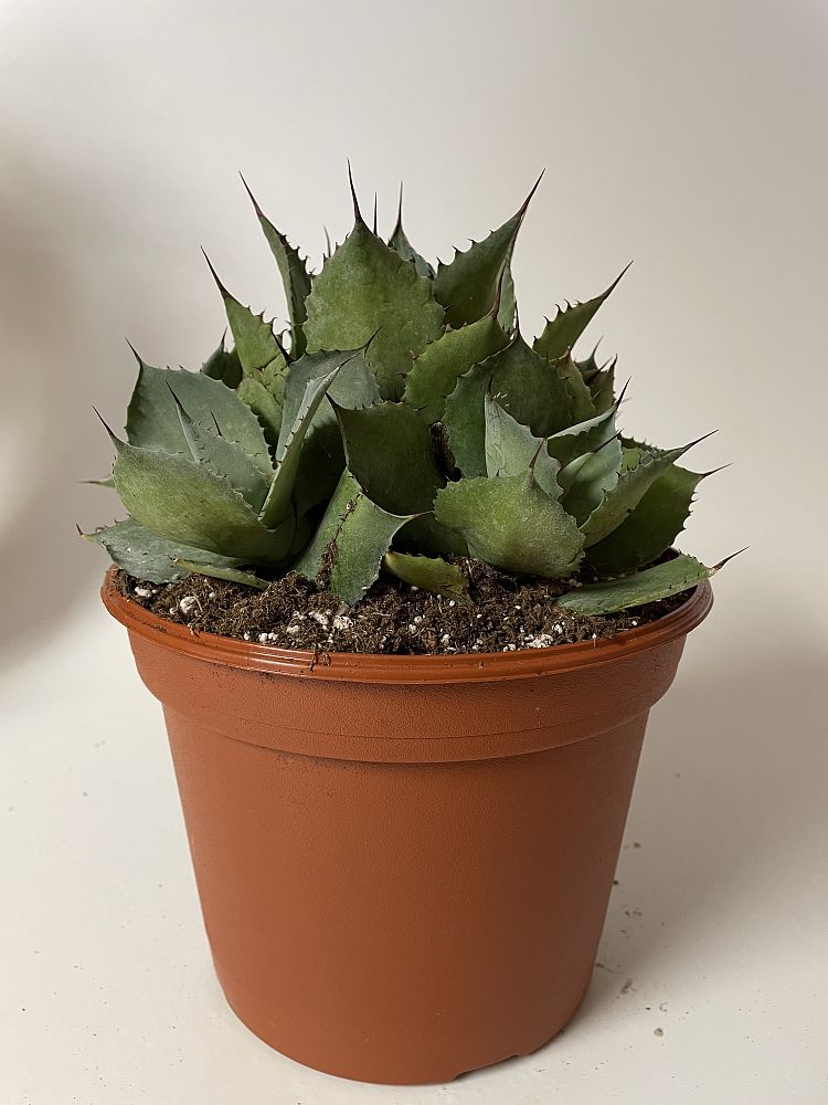 agave