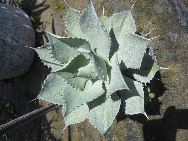 agave