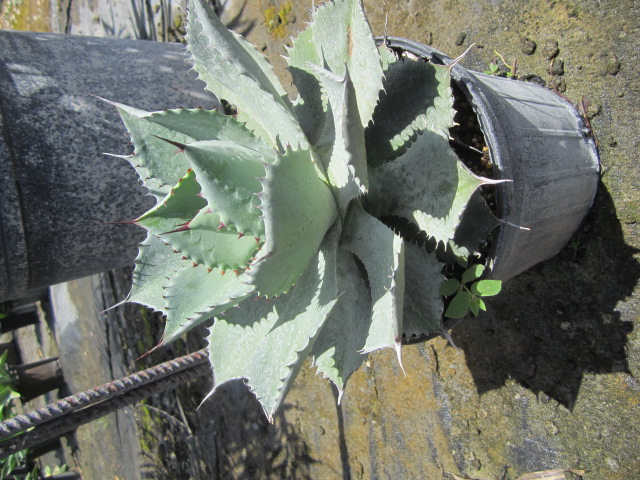 agave