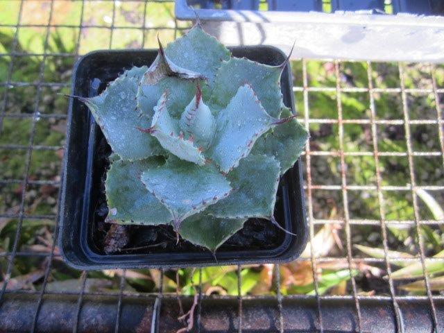 agave