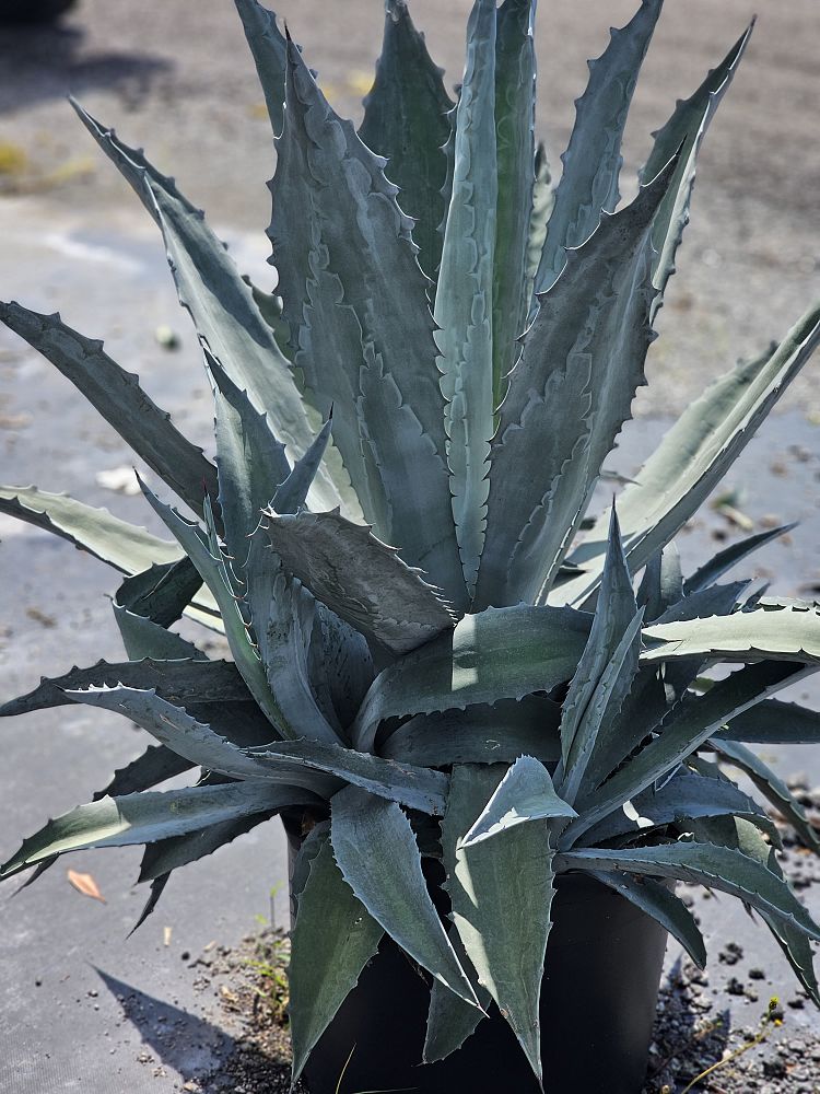 agave