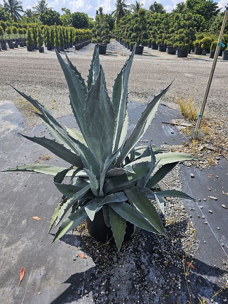 agave