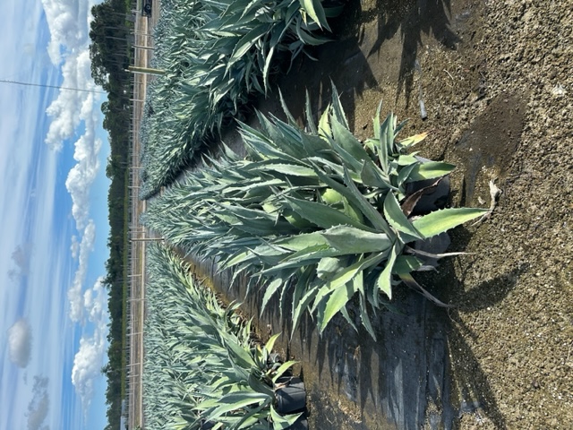 agave