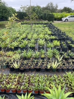 agave