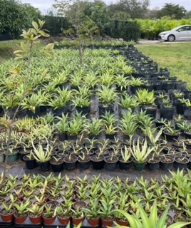 agave