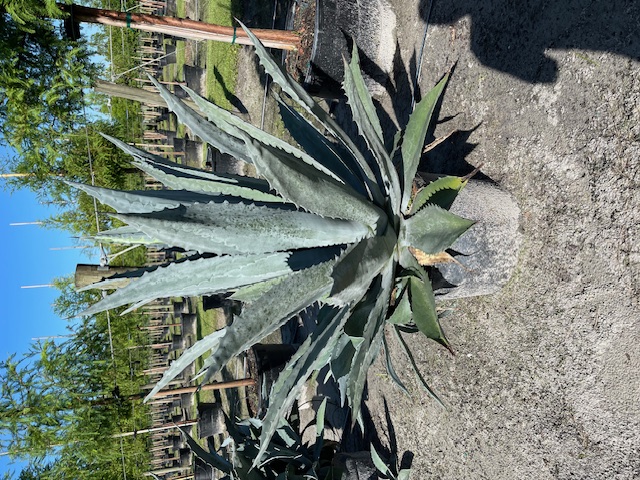 agave