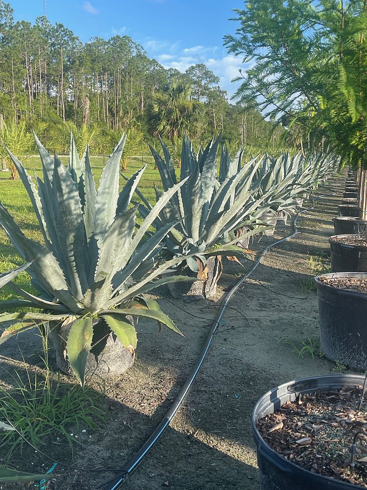 agave