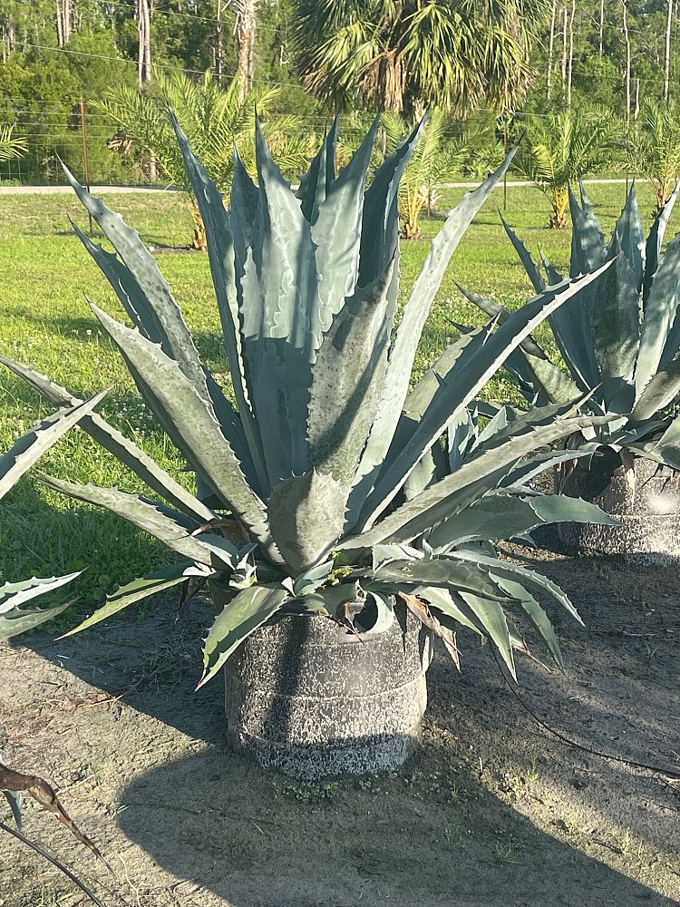 agave