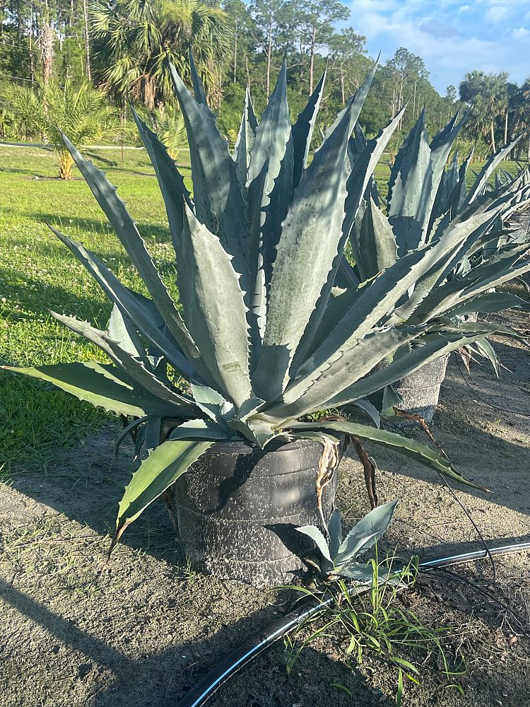 agave