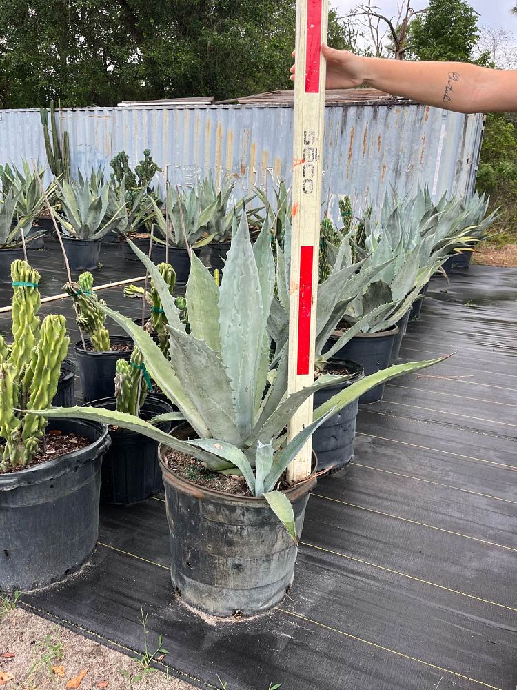 agave