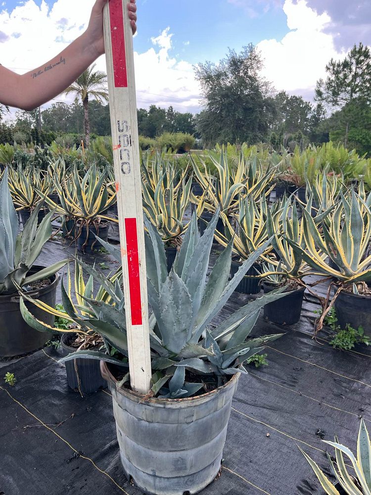 agave